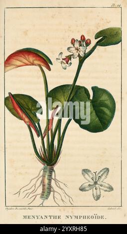 Flore pittoresque et médicale des Antilles v.1 Paris Pichard 1821-1829 pflanzt West Indies der New York Botanical Garden, eine Illustration, die Menyanthes nymphoides, allgemein bekannt als das schwimmende Herz, darstellt. Die Pflanze zeichnet sich durch ihre breiten, glänzenden Blätter aus, die herzförmig sind und nahe an der Wasseroberfläche wachsen. Zarte weiße Blüten mit gelben Markierungen ziehen die Aufmerksamkeit auf ihre komplizierte Struktur. Unterhalb der Oberfläche trägt ein markantes Wurzelsystem die Pflanze, das ihre aquatische Natur verdeutlicht. Der Hintergrund sorgt für einen subtilen Kontrast, der die gesamte Eleganz dieses Bildes unterstreicht Stockfoto