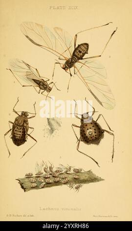 Monografie der britischen Blattläuse London, 1876-83. Blattläuse, Großbritannien, Hemiptera, Insekten, diese Illustration zeigt verschiedene Insektenarten, die in einer detaillierten wissenschaftlichen Platte dargestellt sind. Es zeigt eine Vielzahl von Insekten, darunter zwei geflügelte Exemplare, die im oberen Bereich deutlich sichtbar sind. Darunter befindet sich eine Nahansicht eines Käfers, der seine charakteristischen Markierungen und seine Struktur hervorhebt. Der untere Teil zeigt eine Ansammlung kleiner, ovalförmiger Insekten, möglicherweise Nymphen oder Larven, die auf einer strukturierten Oberfläche liegen, die einem Blatt oder Zweig ähnelt. Jedes Insekt ist akribisch mit Indikataten versehen Stockfoto