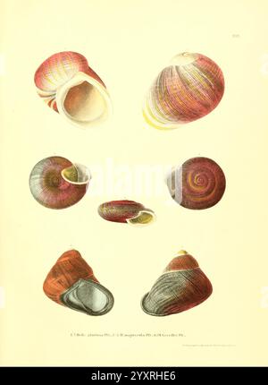 Novitates Conchologicae, Cassel, T. Fischer, 1854-79, Weichtiere, die Illustration zeigt verschiedene Muschelformen und -Muster und zeigt eine Auswahl von Arten aus verschiedenen Blickwinkeln. Jede Schale zeigt einzigartige Farben und Texturen, die die Vielfalt der Meereslebewesen unterstreichen. Komplizierte Details heben die natürlichen Kurven und Spiralen hervor, während die Anordnung eine umfassende Ansicht ihrer Formen und Designs ermöglicht. Die künstlerische Darstellung spiegelt die Schönheit organischer Formen wider und fängt das Wesen der Küstenökosysteme ein. Stockfoto