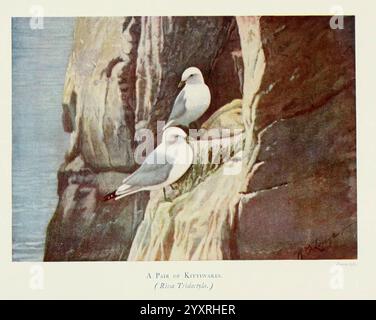 Bilder von Bird Life London, S. H. Bousfield, 1903, 598208, Birds, malerische Werke, amerikanisch, Museum, Natur, Geschichte, Rissatridactyla, Kittiwake, Ornithologie, Reginald Badham Lodge, Reginald Badham Lodge, die schwarzbeinigen Kittiwake, Ein Paar Kittiwakes, bekannt für ihr unverwechselbares Gefieder und ihre auffällige Präsenz, thront auf einer zerklüfteten Klippe. Ihre glatten weißen Federn bilden einen schönen Kontrast zum strukturierten Felsen und den sanften, blauen Tönen des umliegenden Meeres. Diese Szene fängt das Wesen ihres natürlichen Lebensraums ein und zeigt die Küstenklippen, an denen diese Seevögel oft nisten. Das Kitti Stockfoto