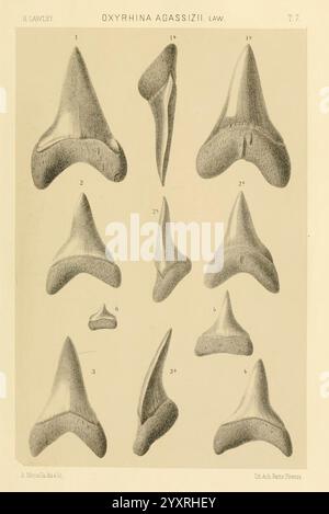 Studi comparativi sui pesci fossili coi viventi dei generi Carcharodon, Oxyrhina e Galeocerdo, Pisa, T. Nistri, 1881 Shark, Carcharodon, Galeocerdo, fossile Fische, fossile Haie, fossile Geschichten, diese Sammlung zeigt eine Reihe detaillierter Abbildungen fossiler Haizähne, insbesondere der Art Oxyrrhina agassizii. Die Zähne sind sorgfältig angeordnet und beschriftet, wodurch verschiedene Formen und Größen hervorgehoben werden, die die Vielfalt dieser Art veranschaulichen. Jede Abbildung zeigt einzigartige Merkmale wie gezackte Kanten und unterschiedliche Spitzen, die zum Verständnis von p beitragen Stockfoto