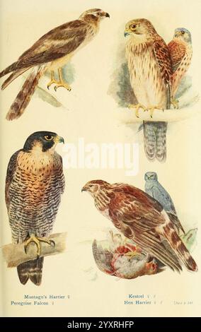 Briten, Vögel, in, ihre, Haunts, London, Dutton, 1922, Großbritannien, Vögel, Zirkus, Pygargus, Zirkus, Cyaneus, peregrine, Falke, falco, Peregrinus, häufig, kestrel, falco, Tinnunkel, Huhn, harrier, montagu's, harrier, die Szene zeigt eine Vielzahl von Greifvögeln, die jeweils mit komplizierten Details dargestellt sind. Oben links ist die Montague's Harrier, die sich durch ihren schlanken Korpus und markante Markierungen auszeichnet. Daneben befindet sich der Peregrine Falke, bekannt für sein markantes Aussehen und seine Fähigkeit als Jäger. Unter diesen beiden ist der Kestrel mit seiner einzigartigen Färbung und seinem Postu dargestellt Stockfoto