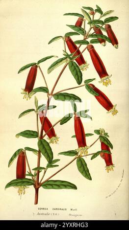 Flore des serres et des jardins de l'Europe A Gand, chez Louis van Houtte, éditeur, 1845-1880. Diese Illustration zeigt eine Correa cardinalis Pflanze, die sich durch ihre schlanken, leuchtend roten röhrenförmigen Blüten auszeichnet, die anmutig in Clustern hängen. Die zarten Blüten werden durch kleine, cremegelbe Blüten an den Spitzen ergänzt, die einen auffälligen Kontrast erzeugen. Die Blätter sind glänzend und elliptisch, mit einem satten grünen Farbton, der die Gesamtheit der Pflanze verstärkt. Die detaillierte Darstellung fängt das Wesen dieses australischen Einheimischen ein und hebt sowohl seine einzigartige Blumenstruktur als auch sein ornamentales A hervor Stockfoto