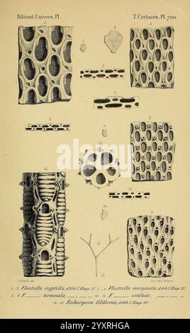 Paris Chez l'auteur 1840-1894 France Paläontologie Jurassic Tertiary Kreidezeit Paläobotanik Mollusken Fossil Seeigel Fossilien, Eine Sammlung von Illustrationen, die verschiedene mikroskopische Strukturen von Meeresschwamm-Spicules zeigen. Das Display enthält detaillierte Darstellungen ihrer unterschiedlichen Formen, Texturen und Arrangements, die mit Buchstaben und Zahlen als Referenz gekennzeichnet sind. Zu den bemerkenswerten Formen gehören zylindrische und verzweigte Strukturen, die die Vielfalt ihrer Architektur hervorheben. Diese Illustration dient dazu, das Verständnis der biologischen Formen und Funktionen zu verbessern Stockfoto