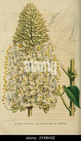 Belgique horticole. Lüttich. Diese Illustration zeigt die Blüte und das Laub des Aesculus californica, auch bekannt als California buckeye. Die komplizierte Anordnung von weißen und blassgelben Blüten bildet oben einen dichten, kegelförmigen Cluster mit detaillierten Darstellungen der einzelnen Blüten und markanten Staubblättern. Unter dem Blumenstrauß ist ein großes, glänzendes grünes Blatt abgebildet, das die charakteristische Palmatstruktur der Pflanze mit mehreren Blütenblättern zeigt, die von einem zentralen Punkt aus ausstrahlen. Der Hintergrund unterstreicht die elegante Kontur Stockfoto