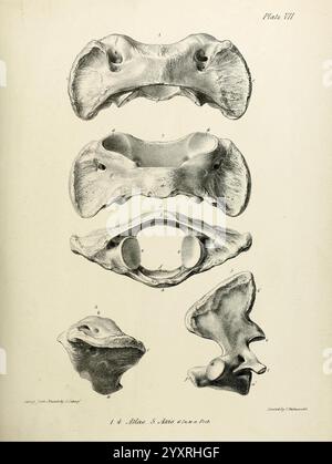 Beschreibung Skelett ausgestorben gigantischer Sloth Mylodon robustus Owen Beobachtungen Megatherioidvierer General London 1842.jpg, Eine detaillierte Abbildung, die verschiedene Ansichten von Wirbelwirbeln zeigt, insbesondere im Halswirbelbereich. Die Anordnung enthält beschriftete Diagramme, die die Anatomie mehrerer Wirbel darstellen und deren Struktur hervorheben, einschließlich der charakteristischen Merkmale wie Körper, transversale Prozesse und neuraler Bogen. Jeder beschriftete Abschnitt bietet einen Einblick in die Komplexität der Wirbelsäulenanatomie und dient als Lehrmittel für das Studium von menschlichen oder tierischen Skelen Stockfoto