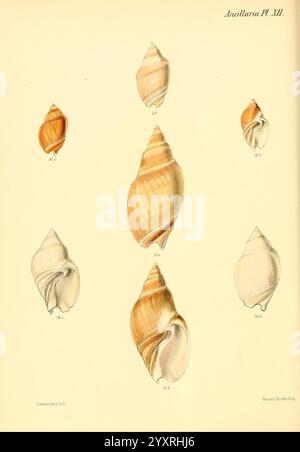 Conchologia iconica oder Illustrationen of the Muscheln of Molluscan Animals, London, Reeve Brothers, 1843-1878, Mollusks, Pictorial Works, Shells, Eine Sammlung detaillierter Illustrationen, die verschiedene Muschelarten der Gattung Ancillaria zeigen. Die Schalen sind in verschiedenen Ausrichtungen und Größen dargestellt und weisen komplizierte Muster und Texturen auf, die ihre einzigartigen Formen und Farben hervorheben. Jede Probe ist mit einer entsprechenden Nummer gekennzeichnet, die eine systematische Referenz für die Identifizierung darstellt. Die Abbildungen veranschaulichen die Schönheit und Vielfalt der Meereslebewesen und betonen die Kunst Stockfoto