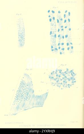 Die Illustration zeigt verschiedene mikroskopische Ansichten des Magens einer unbekannten Spezies und gibt Einblicke in seine Zellstruktur und Zusammensetzung. Im oberen linken Abschnitt sind die verlängerten Zellen in vertikaler Anordnung dargestellt, wodurch ihre komplizierte Schichtstruktur hervorgehoben wird. Der obere rechte Abschnitt zeigt eine detaillierte Ansicht der zellulären Anordnung, die auf eine mögliche Funktion im Zusammenhang mit der Verdauung oder Resorption hinweist. Der untere linke Bereich zeigt eine Querschnittsansicht des Gewebes, die das dichte d freigibt Stockfoto