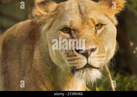 Extreme Nahaufnahme eines Löwen mit ihren perligen Augen, die auf die Kamera in ihrem Löwengehege im Folly Farm Zoo, Kilgetty, Pembrokeshire starrten. Stockfoto