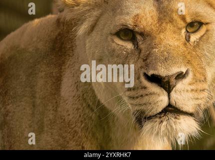 Extreme Nahaufnahme eines Löwen mit ihren perligen Augen, die auf die Kamera in ihrem Löwengehege im Folly Farm Zoo, Kilgetty, Pembrokeshire starrten. Stockfoto