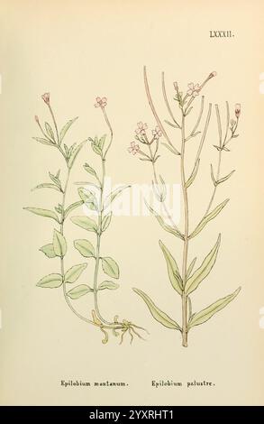 Blumen, Engadine, Winchester, Gedruckt, Autor Warren, Sohn, 1891, Engadine, Blumen, Bilder, Werke, Pflanzen, Schweiz, die Illustration zeigt zwei unterschiedliche Arten der Pflanzengattung Epilobium. Auf der linken Seite ist Epilobium montanum mit schlanken Stielen und kleinen, zarten rosafarbenen Blüten dargestellt, die charakteristisch für seinen bergigen Lebensraum sind. Seine Blätter sind länglich und lanzettförmig und wachsen in einer alternativen Anordnung. Auf der rechten Seite zeigt das Epilobium palustre höhere, schlankere Stiele mit pastellrosa Blüten oben. Die Blätter sind ebenfalls lanzenförmig, variieren aber leicht in der Größe Stockfoto