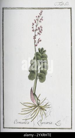 Icones Plantarum Medicinalium, Nürnberg, auf Kosten der Raspischen Buchhandlung, 1779-1790, Botanik, Medizin, Bildwerke, eine botanische Illustration zeigt Osmunda lunaria, auch bekannt als Mondkraut. Die Darstellung zeigt eine detaillierte Darstellung der Pflanze, die ihre einzigartige Morphologie betont. Der obere Teil zeigt zarte Wedel mit kleinen Häufchen rosafarbener Blüten, während die Basis das Wurzelsystem zeigt, das mit schlanken, faserigen Wurzeln verflochten ist. Die Zeichnung zeigt die komplizierten Texturen der Blätter und Stiele und unterstreicht die natürliche Schönheit und Form der Pflanze. Beschriftung Stockfoto