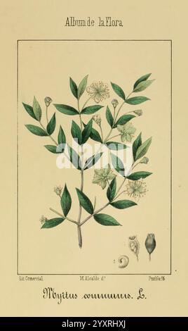 Album de la Flora médico-farmacéutica é Industrial, Indígena y exótica, Madrid, Impr. De la Galería literaria, 1862-64, Botanik, Wirtschaft, Heilpflanzen, malerische Werke, der botanische Garten von New york, myrtus, communis, myrte, myrtus communis, Macalde., eine illustrierte botanische Studie mit einer detaillierten Darstellung einer Pflanze namens „Myrtus communis“. Die Komposition zeigt die leuchtend grünen Blätter der Pflanze zusammen mit ihren zarten weißen Blüten, die ihre unterschiedlichen Formen und Texturen betonen. Die Hauptabbildung umgibt Skizzen zugehöriger Features, einschließlich kleiner Früchte und Stockfoto