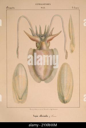 Mollusques, Mediterranean, Ge, Acnes, Impr, des sourds-muets, 1851, Mittelmeer, Weichtiere, Cephalopoda, die Abbildung zeigt eine detaillierte anatomische Untersuchung des Tintenfisches, wissenschaftlich bekannt als Sepia officinalis. Er zeigt die Körperstruktur des Organismus, einschließlich seines ausgeprägten Kopfes mit markanten Tentakeln und der flossenartigen Strukturen an den Seiten. Um ihn herum befinden sich zwei schalenartige Strukturen, die den inneren Knochen des Tintenfisches darstellen, der als Cuttlebone bekannt ist und den Auftrieb fördert. Die Zusammensetzung unterstreicht die einzigartigen Merkmale dieses marinen Kopffüßchens, Highlighti Stockfoto