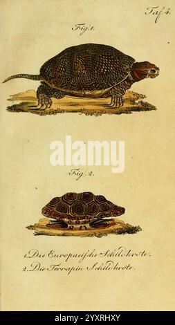 Herr de la Cepede's Naturgeschichte der Amphibien Weimar, Verlage des Industrie-Comptoirs, 1800-1802, Amphibien, Reptilien, die Abbildung zeigt zwei Abbildungen von Schildkröten. Die erste Figur zeigt eine europäische Schildkröte, die sich durch ihre markante strukturierte Schale und Gliedmaßen auszeichnet und auf einem Boden steht. Die Details betonen die gemusterte Schale und den erkennbaren Kopf. Die zweite Figur zeigt einen Blick von oben auf eine Terrapin-Art und zeigt ihr einzigartiges Schalendesign mit wechselnden Mustern. Beide Abbildungen sind als Referenz beschriftet, um ihre wissenschaftliche Klassifizierung hervorzuheben. Die Over Stockfoto