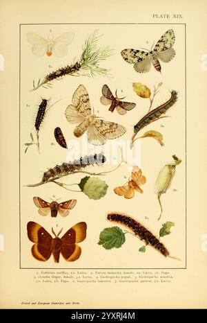 Britische und europäische Schmetterlinge und (Macrolepidoptera) 1895, Großbritannien, Europa, Lepidoptera, Woodshole, Malacosoma neustria, Euproctis chrysorrhoea, Lymantria monacha, Lasiocampa quercus, Lymantria dispar, Poecilocampa populi, Eriogaster lanestris, Ein vielfältiges Sortiment an illustrierten Insekten und deren Lebensstadien auf einem übersichtlichen Blatt. Die Sammlung umfasst verschiedene Falter und Schmetterlinge, die jeweils zur Identifizierung numerisch gekennzeichnet sind. Bemerkenswerte Tierarten weisen unterschiedliche Muster und Farben auf, neben detaillierten Darstellungen ihrer Raupen und Puppen. Umgeben von E Stockfoto