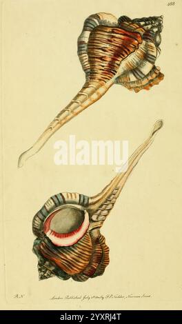 Beschreibungen und Abbildungen von Weichtieren, Weichtieren, Bildwerken, Richard Polydore Nodder, Kokillage, Hsainvert, wirbellose Tiere, wirbellose Tiere, Zoologie der wirbellosen Tiere, diese Illustration zeigt zwei unterschiedliche Muscheln, die elegant gerendert werden, um ihre komplizierten Muster und Texturen hervorzuheben. Die Oberschale zeichnet sich durch ihre langgezogene Spiralform und leuchtende Streifen in Orange, Braun und Creme mit einer markanten Blende aus. Die untere Schale zeigt eine breitere, flachere Form, die mit einem auffälligen roten Akzent an der Kante verziert ist. Die sorgfältige Liebe zum Detail bei der Färbung und Gestaltung der einzelnen Schalenreflexe Stockfoto