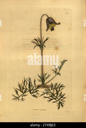 Das Botanische Kabinett, London, John & Arthur Arch, 1817-1833, Anemone pratensis, Pulsatilla pratensis, kleine Pasque-Blume, eine zarte Illustration einer blühenden Pflanze mit einem schlanken, geschwungenen Stamm, der mit einer auffälligen, glockenförmigen Blüte verziert ist. Die Blüte hat eine einzigartige Textur mit einem dunklen Farbton und gepunkteten Mustern, was ihr botanisches Interesse noch verstärkt. Unterhalb der Blüte breiten sich mehrere dünne, federnde Blätter aus, die ein frisches grünes Aussehen verleihen. Der Hintergrund ist dezent cremefarben, sodass die komplexen Details der Pflanze und ihres Laubs auffallen. Die Abbildung ist mit W beschriftet Stockfoto