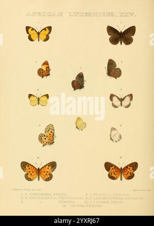 Rhopalocera Exotica London Gurney Jackson 1887-1902 Butterflies Butterfly Maud Horman Fisher, dieses Bild zeigt eine Sammlung von Schmetterlingsillustrationen, speziell aus der Unterfamilie Lycaenidae, mit detaillierten Darstellungen verschiedener Arten. Jeder Schmetterling wird durch eine Zahl gekennzeichnet, die seinem Namen entspricht und unten aufgeführt ist. Die Abbildungen zeigen die verschiedenen Formen, Größen und Farbmuster dieser Schmetterlinge, von den lebhaften Farbtönen der Lycaenid-Familie bis hin zu subtilen Tönen. Die akribische Kunstfertigkeit fängt die feinen Merkmale jedes Exemplars ein, betont ihre Flügel, Stockfoto