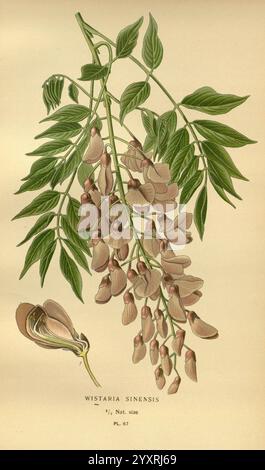 Favorite Flowers of Garden and Greenhouse London and New York Frederick warne Co. 1896-97 Frankreich 19. Jahrhundert Icons Floriculture Chromolithographie Pflanzen Ornamental Wisteria Sinensis Rb Genr, Eine detaillierte botanische Illustration der Wisteria sinensis, die ihre charakteristischen Cluster von langen, hängenden Blüten zeigt. Die zarten Blüten mit ihren sanften, gedämpften Tönen kaskadieren anmutig aus den grünen Zweigen. Die Abbildung zeigt die komplizierte Struktur der Blätter, die sich durch ihre zusammengesetzte Anordnung und spitze Blätter auszeichnet. Im Design ist ein beschrifteter Abschnitt Providin enthalten Stockfoto
