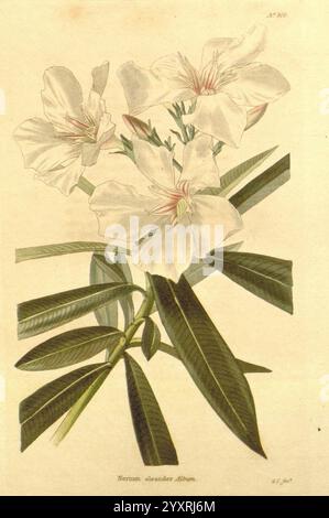 Das botanische Kabinett, London, John & Arthur Arch, 1817-1833, Eine wunderschön illustrierte botanische Studie über Nerium Oleander, allgemein bekannt als Oleander. Das Kunstwerk zeigt eine Gruppe zarter, cremeweißer Blüten mit subtilen rosa Streifen in der Mitte, die von schlanken grünen Stielen ausstrahlen. Üppige, längliche Blätter mit einer glänzenden Textur umrahmen die Blüten und verstärken die Lebendigkeit der Komposition. Die detailreiche Darstellung unterstreicht die natürliche Schönheit der Pflanze und bietet einen Einblick in ihre besonderen Eigenschaften und Eleganz. Stockfoto