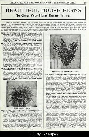 Die wundervolle neue Rose hoosier Beauty, Springfield, Ohio, Baines, [1918]. Blumen, Rosen, Samen, Kataloge, Zierpflanzen, Blumenzwiebeln, Pflanzen, Handelskataloge, Saatgutindustrie und -Handel, Gartengeschichten, in Blüte, enthält dieser Text eine detaillierte Beschreibung verschiedener dekorativer Hausfarne, die ihre einzigartigen Eigenschaften und Pflegebedürfnisse betonen. Es führt mehrere Farnsorten ein, darunter den Schwanenfarn, Roosevelt Farn und Teddy Junior Farn, was ihre ästhetische Anziehungskraft und Eignung für Innenräume unterstreicht. Der Inhalt bietet Gartenfreunden wertvolle Informationen Stockfoto