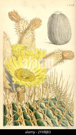 Curtis's Botanical Magazine London New York etc. Botanische Illustration Botanik Zeitschriften Bildwerke Pflanzen ornamental Curtis, die Illustration zeigt eine detaillierte Darstellung einer lebendigen gelben Blume, die auf einem saftigen Kakteen blüht und ihre komplizierten Blütenblätter und die zentrale Scheibe zeigt. Im Hintergrund wird eine kleinere, stachelige Kaktusform dargestellt, die die zylindrische Form und die strukturierte Oberfläche hervorhebt. Die Szene fängt die einzigartige Schönheit der Wüstenflora ein und betont den Kontrast zwischen den zarten, zarten Blüten und den scharfen, dornigen Stacheln der Kakteen. Jedes Element wird mit PR Stockfoto