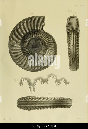 Monografie über die Lias Ammoniten der Britischen Inseln, London, gedruckt für die Palæontographical Society, 1878-86, Ammonoidea, Großbritannien, Jurassic, Paläontologie zeigt die Illustration eine detaillierte Untersuchung eines Ammoniitexemplars, wobei verschiedene Ansichten und Schnittdetails hervorgehoben werden. Oben links zeigt die spiralförmige und gerippte Struktur der Schale mit komplizierten Mustern. Oben rechts zeigt ein Seitenprofil, das die Krümmung und Textur des Fossils betont. Unten links zeigt die schichtförmige Form der Schale, die natürliche Mängel und einzigartige Merkmale erfasst. Stockfoto