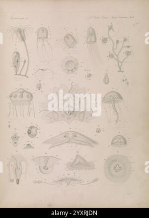 Icones zootomicae, Leipzig, W. Engelmann, 1857. Atlanten, Anatomie, Vergleich, eine komplexe wissenschaftliche Illustration, die verschiedene Meeresorganismen, hauptsächlich Quallen und andere Wasserlebewesen, zeigt. Das Layout verfügt über eine rasterartige Anordnung mit detaillierten Darstellungen jedes Organismus, die als Referenz mit Zahlen gekennzeichnet sind. Unter den dargestellten Exemplaren befinden sich verschiedene Quallenarten, die sich durch ihre unterschiedlichen Formen und Tentakelformationen auszeichnen, sowie andere faszinierende Lebewesen wie Meeresanemonen und verdeckte kleine Meeresbewohner. Die Gesamtkomposition betont den Taucher Stockfoto