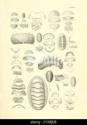 Handbuch der New Zealand Mollusca, Wellington, N. Z, J. Mackay, govt. Drucker, 1913-1915, Neuseeland, Weichtiere, Plaxiphora biramosa, Callochiton sulculatus, Plaxiphora egregia, Ischnochiton luteoroseus, Lepidopleurus inquinatus, Callochiton puniceus, Callochiton platessa, Plaxiphora murdochi, Plaxiphora superba, Ischnochiton fulvus, Ischnochiton longicumba, Callochiton empleurus, Plaxiphora aucklandica, Mopalia australis, Ischnochiton parkeri, Plaxiphora glauca, NZ Species, Eine Sammlung von komplizierten Illustrationen, die verschiedene Formen der Meereslebewesen zeigen und besonders die Vielfalt der A betonen Stockfoto