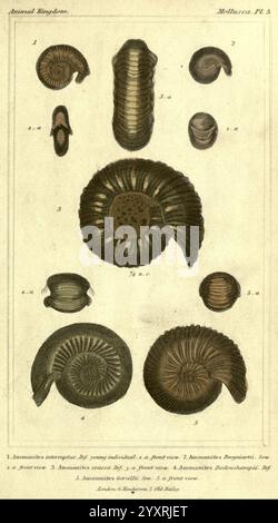 The Animal Kingdom, angeordnet nach seiner Organisation London, G. Henderson, 1834, London, die Illustration zeigt eine detaillierte Sammlung von Meeresfossilien, insbesondere verschiedene Arten von Ammoniten. Jede Probe ist akribisch mit Nummern versehen, die unterschiedliche Ansichten oder Entwicklungsstadien anzeigen. Oben links ist ein Ammoniit in jugendlicher Form zu sehen, während die nachfolgenden Bilder verschiedene Perspektiven dieser prähistorischen Kopffüßer zeigen und ihre komplizierten Spiralschalen und charakteristischen Muster hervorheben. Das Arrangement betont sowohl die biologische Vielfalt als auch die strukturelle Zusammensetzung Stockfoto