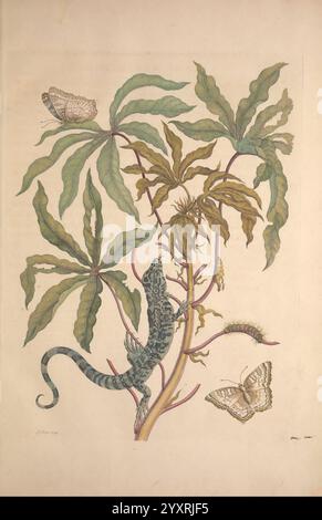 Metamorphosis, Insectorum, Surinamensium, Amsterdam, voor den auteur, als ook von G. Valck, [1705], Botanik, Insekten, Bildwerke, Suriname, Frauen in der Wissenschaft, Maria Sibylla Merian, Insekten, Entomologie, Schmetterling, Schmetterlinge, raupe, raupen, Chrysalis, Chrysalises, Eidechsen, Eidechsen, Herpetologie, prälinneanische Werke, Maria Sibylla Merian, Q62530, Q62530, Eine detaillierte botanische Illustration zeigt eine lebendige Komposition mit einer Eidechse, die anmutig auf eine Laubpflanze klettert. Das Laub ist reichhaltig, mit breiten, langen Blättern mit komplizierten Details. Neben der Pflanze ruhen zwei Falter Stockfoto