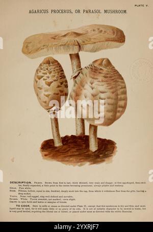 Pilze of America, Boston, L. Prang & Co. [1885], Pilze, Kochen, Pilze, Woods Hole, die Abbildung zeigt eine Anordnung von drei Sonnenschirmpilzen, auch bekannt als Agaricus procerus. Jeder Pilz hat eine unverwechselbare, breite Kappe mit komplizierten Mustern und Texturen, die Farbtöne für Tiefe und Details zeigen. Die Stiele sind dick und robust und verjüngen sich zur Basis hin. Die Kiemen sind unter den Kappen sichtbar, die sich über die Stiele erstrecken, was ihre Essbarkeit und ihre einzigartige Klassifizierung innerhalb des Pilzreiches anzeigt. Das Bild wird ergänzt durch beschreibende Hinweise, die Stockfoto