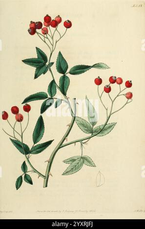 Rosarum Monographia, oder Eine botanische Geschichte der Rosen, London, gedruckt für James Ridgeway, 1820, Roses, Rosa microcarpa, Eine wunderschön illustrierte botanische Darstellung zeigt einen Zweig mit leuchtenden roten Beeren. Die Pflanze hat üppig grüne Blätter, jedes detailreich, und die Beeren sind entlang des Stängels sichtbar gruppiert. Dieses Kunstwerk unterstreicht die zarte Struktur der Blätter mit ihren gezackten Kanten und verschiedenen Grüntönen, während das auffällige Rot der Beeren dem Laub einen Farbakzent verleiht. Die Komposition fängt die Eleganz und Feinheiten dieses bo ein Stockfoto