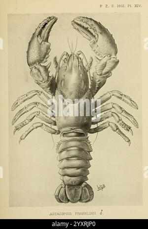 Proceedings of the Zoological Society of London, London, Academic Press, Zeitschriften Zoology Lobster, Eine detaillierte Darstellung eines Hummer, insbesondere der Art Astacopsis franklinii. Die Darstellung zeigt die markanten Krallen, den segmentierten Körper und die mehrfachen Beine des Hummer und hebt die komplizierte Anatomie und Textur seines Exoskeletts hervor. Das Kunstwerk betont die robuste Form und die charakteristischen Merkmale des Hummer, was zu seiner Darstellung als bemerkenswerter Meereskrebstier beiträgt. Stockfoto