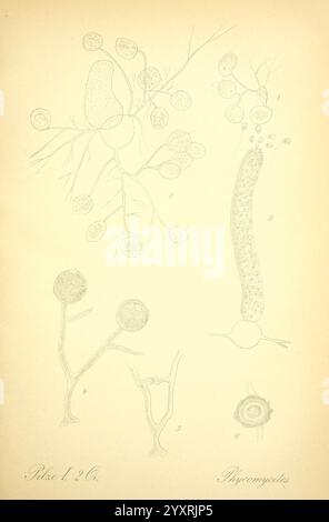 Prof. Dr. Thome's Flora von Deutschland, Österreich und der Schweiz, in Wort und Bild, für Schule und Haus, mit Tafeln von Walter Müller. Gera-Untermhaus, F.E. Khler, 1886-1934, Österreich, Botanik, Cryptogamia, Cryptogams, Floras, Deutschland, Pflanzen, Schweiz, Pilze, diese Abbildung zeigt eine Reihe von detaillierten Zeichnungen, die verschiedene Formen von Mikroorganismen darstellen. Oben links zeigt eine Gruppe kugelförmiger Elemente, die an verzweigten Strukturen befestigt sind, was auf eine Bakterien- oder Pilzkolonie hinweist. Daneben zeigt die obere rechte Seite längliche, fadenförmige Strukturen mit kleinerem, kreisförmigem e an Stockfoto