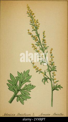 Choix de plantes de l'Europe centrale et particulièrement de la Suisse et de la Savoie Genève, F. Richard, 1878, Europe, Central, Bildwerke, Pflanzen, Savoyen, Frankreich und Italien, Schweiz, der New York Botanical Garden, Artemisia absinthium, zeigt die Pflanze Artemisia absinthium, allgemein bekannt als Wermut. Hervorzuheben ist ein hoher, schlanker Stiel mit kleinen gelben Blüten, die seine unverwechselbare Blütenstruktur zeigen. Links zeigt eine detaillierte Darstellung der charakteristischen grünen, gefiederten Blätter der Pflanze die komplizierten Lappen und Schranken Stockfoto