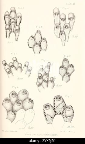 Eine Geschichte der britischen Marine Polyzoa, London, J. Van Voorst, 1880, Bryozoa, diese komplizierte Illustration zeigt verschiedene Studien der Oktopusarme und zeigt ihre einzigartigen anatomischen Merkmale und Texturen. Jede Figur zeigt eine andere Perspektive oder ein anderes Detail der Anhängsel des Oktopus, wobei die Saugnäpfe und die Muskelstruktur hervorgehoben werden. Das Werk ist mit Zahlen beschriftet und enthält Verweise auf spezifische anatomische Details, die die komplexe Morphologie des Organismus betonen. Das Gesamtkonzept schlägt eine wissenschaftliche Untersuchung vor, die darauf abzielt, die Funktionalität und Anpassungsfähigkeit dieser Systeme zu verstehen Stockfoto