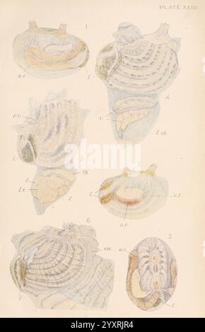 Die Britische Tunicata, London, 1905-12. Seespritte, Tunicata, diese Illustration zeigt eine detaillierte Untersuchung verschiedener Weichtierarten, die ihre einzigartigen Strukturen und Merkmale hervorheben. Jede Probe ist sorgfältig mit Buchstaben versehen, die bestimmte anatomische Teile kennzeichnen, wie z. B. „a.c.“ für den vorderen Kanal, „l.v.“ für die linke Klappe und „v.t.“ für die ventrale Oberfläche. Das akribische Rendering erfasst die komplexen Muster und Texturen der Schalen und betont ihre natürliche Schönheit und Komplexität. Die Anordnung der Mollusken und ihre Anmerkungen deuten auf eine Pädagogik hin Stockfoto
