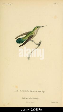 Histoire naturelle des colibris, Paris, Arthus Bertrand, 1830-1832, Kolibris, malerische Werke, Ein wunderschön illustrierter Kolibri, bekannt als Le Sasin, thront zart auf einem schlanken Zweig. Der Vogel zeigt leuchtende Grüntöne und subtile Anklänge von Schillernachbildung, die das Wesen seines lebendigen Charakters einfangen. Die komplizierten Details zeigen die feinen Federn und die zarte Struktur der Flügel. Der Text nennt die Art elegant und weist darauf hin, dass sie in einer Publikation von Aurelien Bertrand zu sehen ist, die die künstlerische Darstellung dieser faszinierenden Kreatur betont. Das o Stockfoto