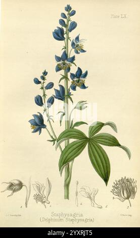 The Flora Homoeopathica, London, Leath & Ross, 1852-1853, Botanik, Homöopathie, Bildwerke, Delphinium staphisagria, Botanik, Medizin, materia medica, Gemüse, Materia medica und Therapeutics, Eine botanische Illustration, die die blühende Pflanze Staphysagria, allgemein bekannt als Delphinium, zeigt. Das Bild zeigt eine große Gruppe von leuchtend blauen Blumen mit komplizierten Details, einschließlich der einzigartigen Form jeder Blüte. Unter dem Hauptflorengestell befinden sich Darstellungen verschiedener Blumenteile, die die Struktur der Blüten und Blätter veranschaulichen. Die beigefügten Etiketten enthalten die Angaben Stockfoto