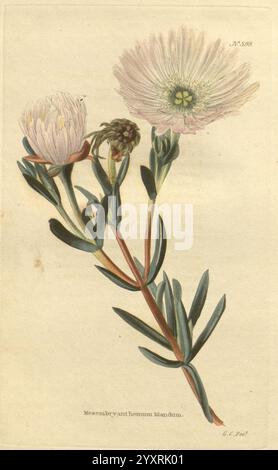 The Botanical Cabinet London John Arthur Arch 1817-1833.jpg, Eine fein illustrierte botanische Studie mit einer blühenden Pflanze mit weichen, hellen Blüten und langen grünen Blättern. Die Pflanze zeigt eine markante zentrale Blume, flankiert von zusätzlichen Knospen, die komplizierte Details in den Blütenblättern und Laub zeigen. Der Hintergrund ist subtil strukturiert, was die Eleganz des Exemplars unterstreicht, während ein Etikett am Boden die Pflanze als *Mesembryanthemum Blindeum* kennzeichnet. Die Gesamtkomposition fängt die Schönheit und Komplexität dieses botanischen Themas ein. Stockfoto