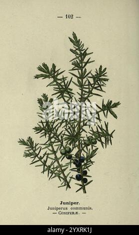 London F. warne 1895 Great Britain Wildflowers Identification Botany Juniperus communis, Eine botanische Illustration der Juniperus communis, Die auch als gewöhnlicher wacholder bekannt ist. Die abgebildeten Zweige weisen schlanke, nadelförmige Blätter auf, die spiralförmig angeordnet sind. Im Laub sind kleine, dunkelblaue Beeren zu sehen, die die Fortpflanzungseigenschaften der Pflanze hervorheben. Unter der Abbildung sind der wissenschaftliche Name und die Familienklassifizierung Coniferae angegeben, die den Kontext für diese immergrüne Art darstellen, die typischerweise in einer Vielzahl von Lebensräumen zu finden ist Stockfoto