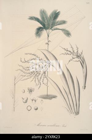 Florae Columbiae, Berolini, apud Ferdinandi Duemmleri Successores, 1858-69, Pflanzen, Kolumbien, Chromolithographien, Graphic Media, 185869., Eine botanische Illustration der Maguey Cretallina Pflanze. Das Kunstwerk enthält eine detaillierte Darstellung der langen Blätter der Pflanze, begleitet von Gruppen von zarten Blüten. Die zentrale palmenartige Struktur umgibt verschiedene natürliche Elemente, darunter Früchte und Samen, die die Fortpflanzungseigenschaften der Pflanze hervorheben. Die Komposition enthält klare Linien und komplizierte Details, die die organischen Formen und Texturen dieser Div betonen Stockfoto