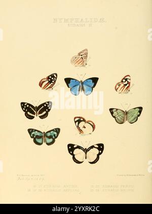 Illustrationen von neuen Arten exotischer Schmetterlinge, London, John Van Voorst, 1856-1876, Schmetterlinge, schmetterlinge, Speziation, Bildwerke, geografische Verteilung, Dynamine anubis, Dynamine Amplias, Dynamine persis, Dynamine neoris, Eine Sammlung wunderschön illustrierter Schmetterlinge aus der Familie der Nymphalidae, die symmetrisch angeordnet sind. Jeder Schmetterling ist mit komplizierten Details dargestellt, die seine einzigartigen Farben und Muster zeigen. Das Kunstwerk zeigt verschiedene Arten, darunter markante blaue Flügel und subtilere weiß-, Schwarz- und Orangetöne. Ein eleganter Titel Stockfoto