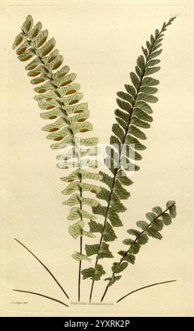 Das botanische Kabinett London John Arthur Arch 1817-1833 Asplenium Monanthes, Eine detaillierte botanische Illustration mit drei unterschiedlichen Farnweden. Der linke Frond zeigt eine zarte Anordnung von Flugblättern, die von hellgrün an der Basis zu einem tieferen Grün an den Spitzen übergehen. Die Mittelwedel zeichnet sich durch ihre größeren, robusten Flugblätter aus, die in einem anmutigen, bogenförmigen Muster angeordnet sind und verschiedene Grüntöne aufweisen. Auf der Vorderseite ganz rechts befinden sich kleinere Flugblätter mit einer etwas komplizierteren Struktur, die eine Mischung aus leuchtenden Grüntönen aufweisen. Jeder Frond ist präzise dargestellt, Hi Stockfoto