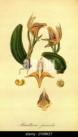 Exotische Flora, Edinburgh, gedruckt für W. Blackwood, 1823-27, Großbritannien, Pflanzen, Bildwerke, Pflanzen kultiviert., Eine detaillierte botanische Illustration, die die verschiedenen Stufen und Merkmale der Maxillaria parvula Orchidee zeigt. Die Komposition umfasst mehrere Ansichten der Blume, die ihr einzigartiges Blütenblatt-Arrangement und ihre komplizierte Struktur hervorheben. Um die zentrale Blüte herum sind die Blätter und Fortpflanzungsteile der Pflanze, einschließlich der Samenkapsel und des Pollens, abgebildet. Jedes Element ist sorgfältig beschriftet, was eine klare visuelle Referenz für die Identifizierung und Untersuchung dieses spezifischen OP bietet Stockfoto