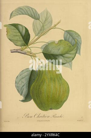 Pomologie francaise, Paris, Langlois et Leclercq, 1846, arbres fruitiers, Field Guides, Frankreich, Obstbäume, Obstkultur, Obst, Identifizierung, Pflanzen., Eine detaillierte botanische Illustration zeigt eine üppige Birne, die an einem schlanken Zweig hängt, ergänzt durch leuchtend grüne Blätter. Die Birne hat eine markante, abgerundete Form mit leicht geriffelten Oberflächen, was ihre Vielfalt andeutet. Die Blätter weisen unterschiedliche Grüntöne auf, was ihre strukturierten Adern und ihre natürliche Krümmung hervorhebt. Unter der Abbildung zeigt das Etikett „Bon Chrétien“ elegant den spezifischen Birnentyp, der reflektierend dargestellt wird Stockfoto