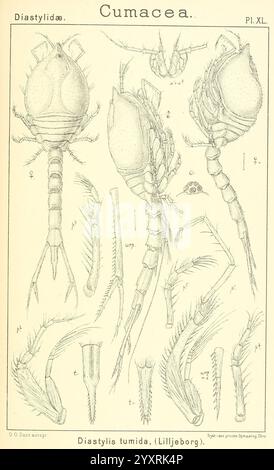 Ein Bericht über die Krustentiere von Norwegen Christiania, A. Cammermeyer, 1895-1928, Krustentiere, Norwegen, diese Illustration zeigt die anatomischen Merkmale der Cumacea-Klasse, insbesondere die Art Diastylis tumida. Die detaillierte Darstellung umfasst verschiedene Aspekte wie den Thorax, die Gliedmaßen und die Anhängsel und unterstreicht die einzigartigen strukturellen Eigenschaften dieser kleinen Krebstiere. Jedes markierte Element bietet einen Einblick in die Morphologie, einschließlich des Cephalothorax, der Antennen und anderer wesentlicher Teile des Organismus, wodurch das Verständnis seiner Klassifizierung verbessert wird Stockfoto