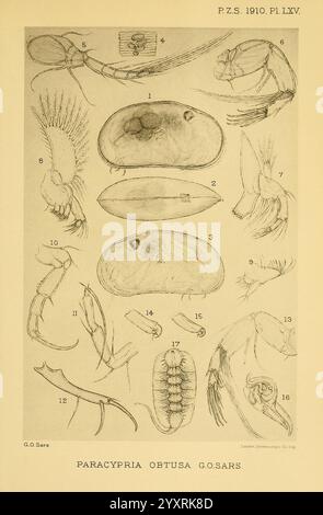 Die Illustration zeigt eine detaillierte anatomische Untersuchung verschiedener Meeresorganismen mit dem Schwerpunkt *Paracypria obtusa*, wie sie von G.O. SARS im Jahr 1910 beschrieben wurde. Jeder beschriftete Abschnitt hebt verschiedene morphologische Merkmale hervor, darunter Gliedmaßen, Schalen und andere anatomische Strukturen. Die Zahlen entsprechen bestimmten Teilen der Organismen und zeigen ihre komplizierten Details. Diese wissenschaftliche Darstellung unterstreicht die Vielfalt und Komplexität dieser Krebstiere und trägt damit zum Understandin bei Stockfoto